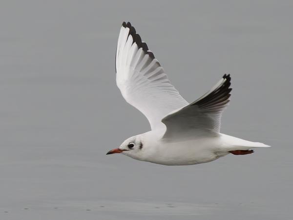 Black-headed gull (Chroicocephalus ridibundus)